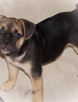 Französisches Bulldoggen Welpen Mädchen mit Rute und Nase (Frengle) darf ausziehen - Grünberg