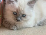 Reinrassige typvolle Ragdoll Kitten Familienkatze Katzenbaby - Westerburg