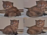 Zauberhafte BKH Kitten mit Stammbaum suchen dich? - Dortmund