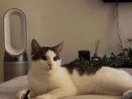 Kater Cookie sucht liebevolles Zuhause - Frankfurt (Main)