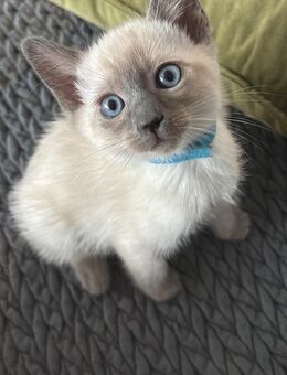 Siam Kitten abzugeben - Fulda