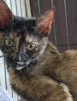 Bezaubernde Olivia sucht ein Zuhause - Sehnde