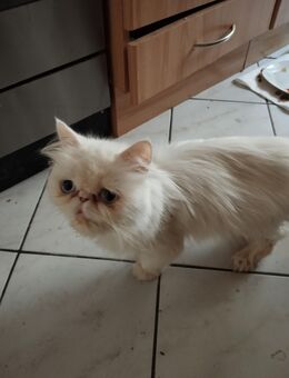 Katze - Pulsnitz