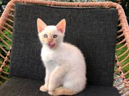 Siam Katzenbaby Siamkitten Siam Redpoint - Meerbusch