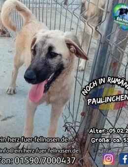 PAULINCHEN - macht süchtig :-) - Waakirchen