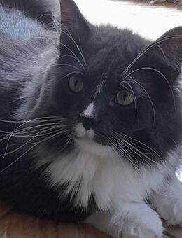 2 liebe Kater und 1 süße Katze - Greven (Nordrhein-Westfalen)