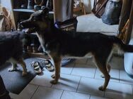 Schaferhund-Husky-Mix - Halberstadt