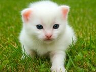 Reinrassige Maine Coon Baby's! - Tittling