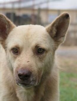 Schüchterner, freundlicher Thiago - Kallmünz