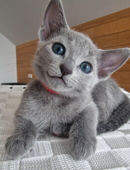 Wunderschöne Russisch Blau Kitten, Reinrassig, Amerikanische Linien. - Nettersheim