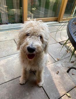 Labradoodle Sammy sucht liebe Familie - Feldkirchen-Westerham