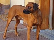 Rhodesian Ridgeback - Bad Langensalza