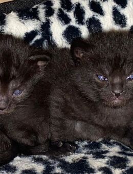 Main coon mix Katzenbabys schwarz in Ulm - Ulm