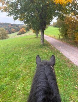 Reitbeteiligung - Kürten