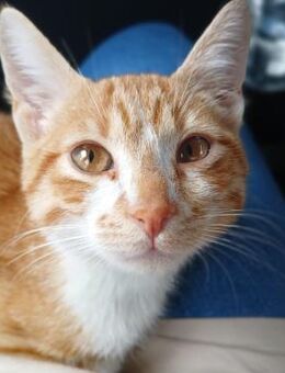 🧡 Kleiner Babykater Gerry 🧡 - Eislingen (Fils)