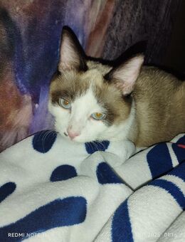 Verkaufe Siam snowshoe Kater - Beckum