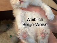 Perser,Ragdoll Langehaare Mix Kitten abzugeben - Düsseldorf