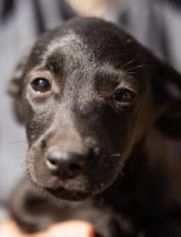 Welpin TABI💖verschmuste Zuckerschnute - Hamburg
