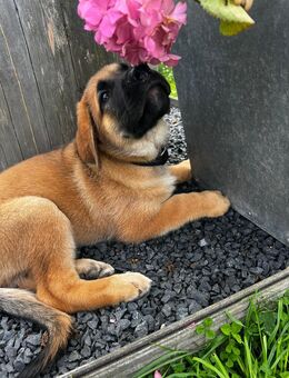 Nur noch ein Labrador-Mischlings-Welpe sucht sein Für-Immer-Traum-Zuhause - Dillenburg