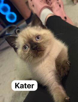 BKH Kitten zu verkaufen - Schönwalde (Bungsberg)