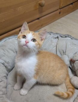 Babykatze stubenrein - Ahorn (Baden-Württemberg)