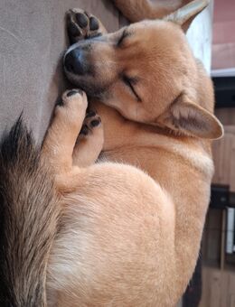 Welpen abzugeben - Bochum