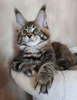 Maine Coon Kätzchen Reinrassige - München