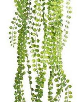 Künstliche Zimmerpflanze Ficus-Pumila-Hängeampel Ficus, Botanic-Haus, Höhe 60 cm