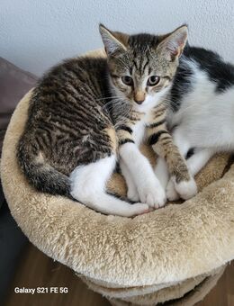 Süsses Katzenbaby - Töging (Inn)