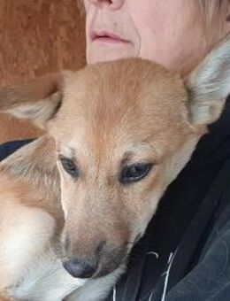 LUNA-zarte,zuckersüße Jung-Hündin,36cm(w - Rösrath