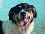 Milly 💗 liebe, sanfte Hündin sucht dich - Hamburg