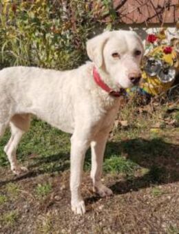 Chopper sucht sein Traumzuhause - Neuss