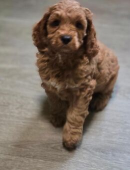 Cockapoo welpen mit Papiere Abgabebereit - Peine