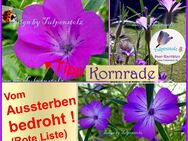 ♥ Rettet die Kornrade ! 50 Samen, bedrohte Art ! Heilpflanze Garten Tulpenstolz,Bienenweide Rarität,Staude,lila - Hamburg