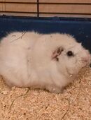 ❤️ SNOW ❤️ d Meerschweinchen Kastrat Rosette weiß in 44263