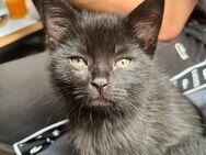 Schwarze Kitten suchen ein neues zu Hause - Finsterwalde