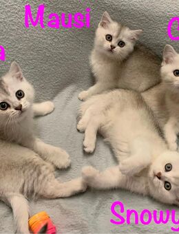 Kitten BKH Kätzchen Weibchen Britisch Kurzhaar - Preußisch Oldendorf