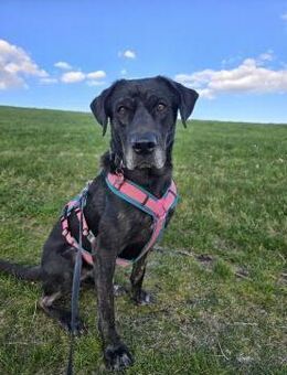 Labradorhündin sucht ein Zuhause - Arnsberg