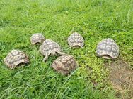 Griechische Landschildkröten Männlich 7 bis 9 Jahre alt - Augsburg