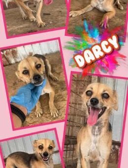Kleine Darcy in Not! - Nürnberg