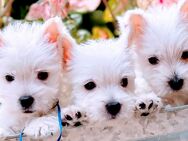 Wunderschöne reinrassige zauberhafte Weibchen Westie Welpe, West Highland White Terrier Welpen - Aachen