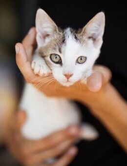 Kleine ♥Cleo♥ sucht ihr warmes Körbchen - Hamburg