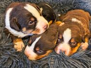 Appenzeller Sennenhund Welpen - Stade (Hansestadt)