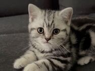 Reinrassige BKH Kitten ( Tabby ) suchen neues Zuhause . - Iserlohn