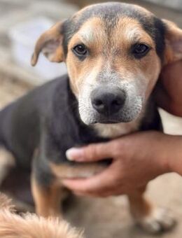 CHARLIE (Listenhund) - Weilheim (Oberbayern)