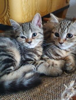 Perser Mix Katzenbabys/ Kitten abzugeben - Ahrensfelde