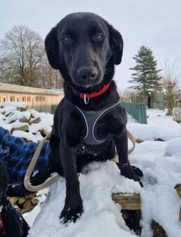 Polla eine schwarze Schönheit - Süderbrarup