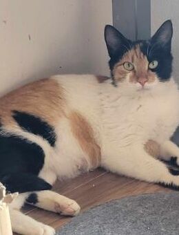 Süße Lina sucht ihre Menschen - Margetshöchheim