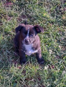 Wunderschöne Welpen Jack Russel Mix - Messel