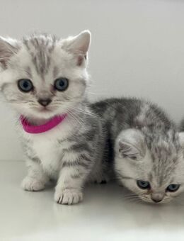 Bkh britisch Kurzhaar kitten Black Silver tabby Whiskas - Lohne (Oldenburg) Zentrum